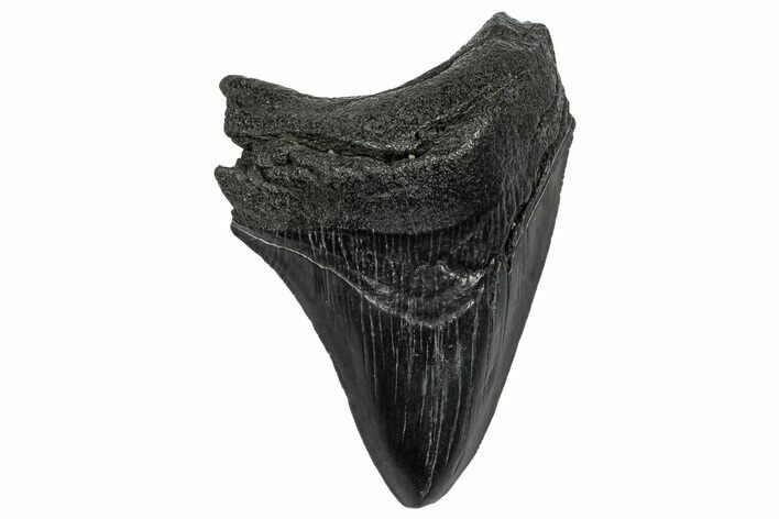 Serrated, Fossil Megalodon Tooth - South Carolina #332233